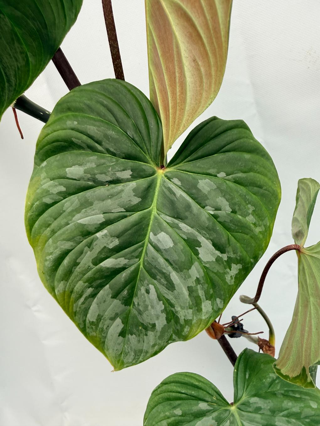 Philodendron Majestic XL 06