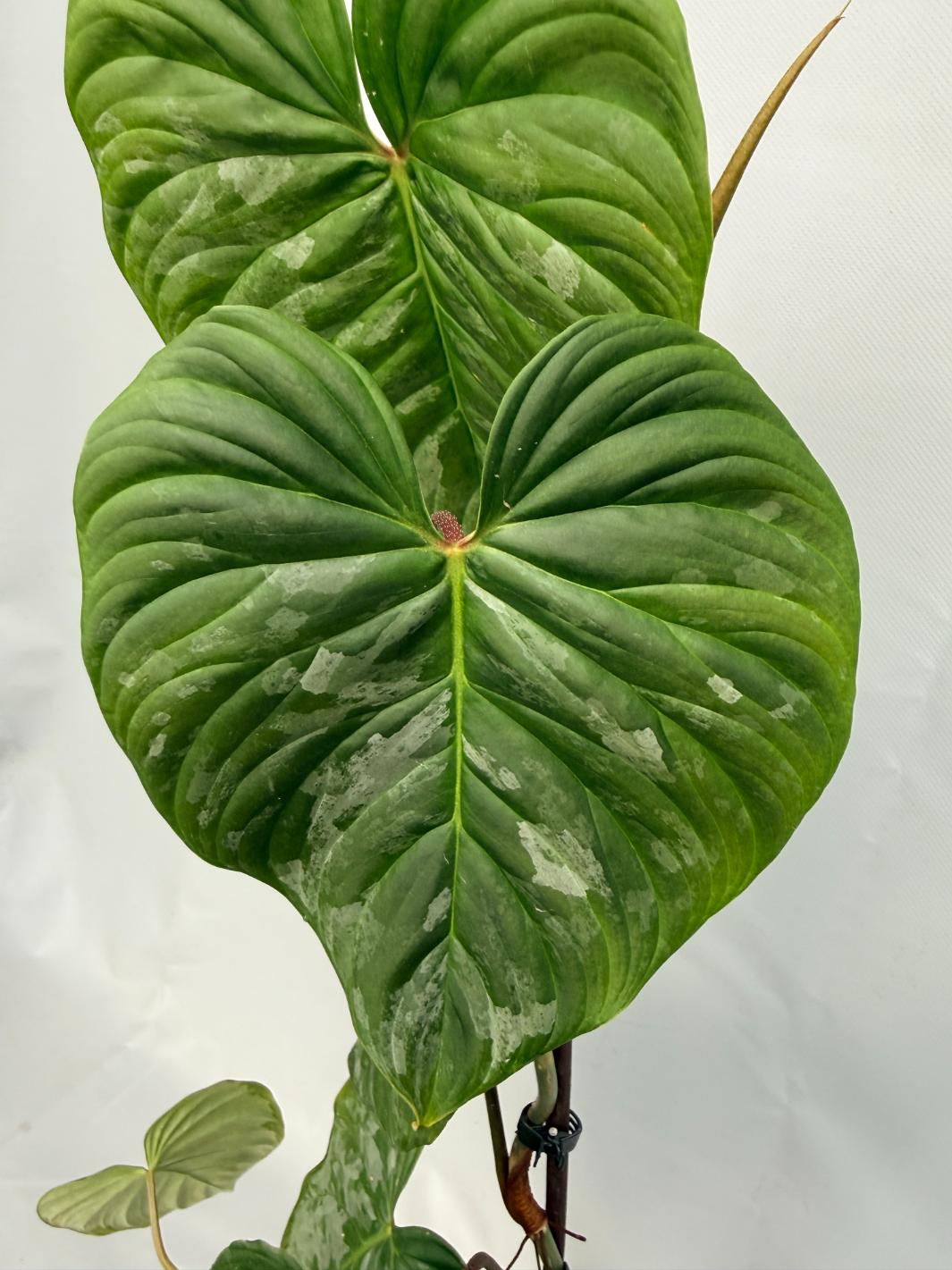 Philodendron Majestic XL 07