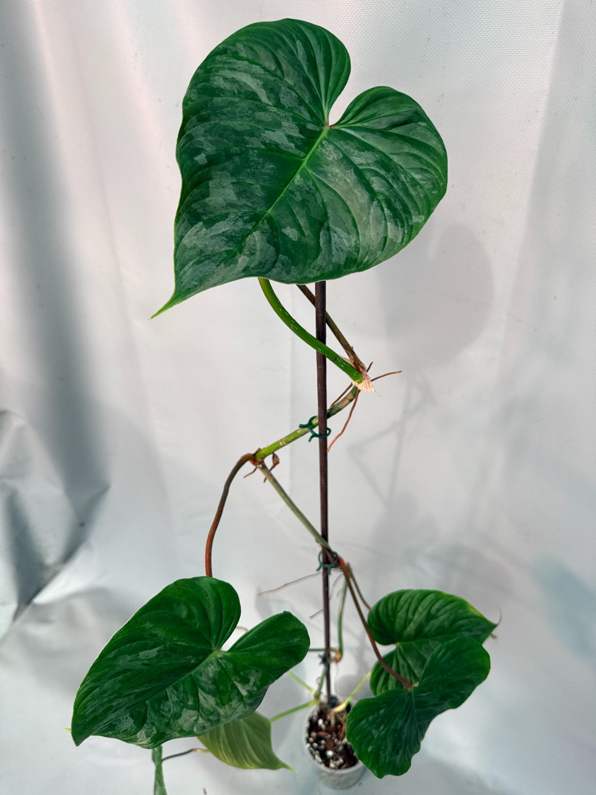 Philodendron Majestic XL 09