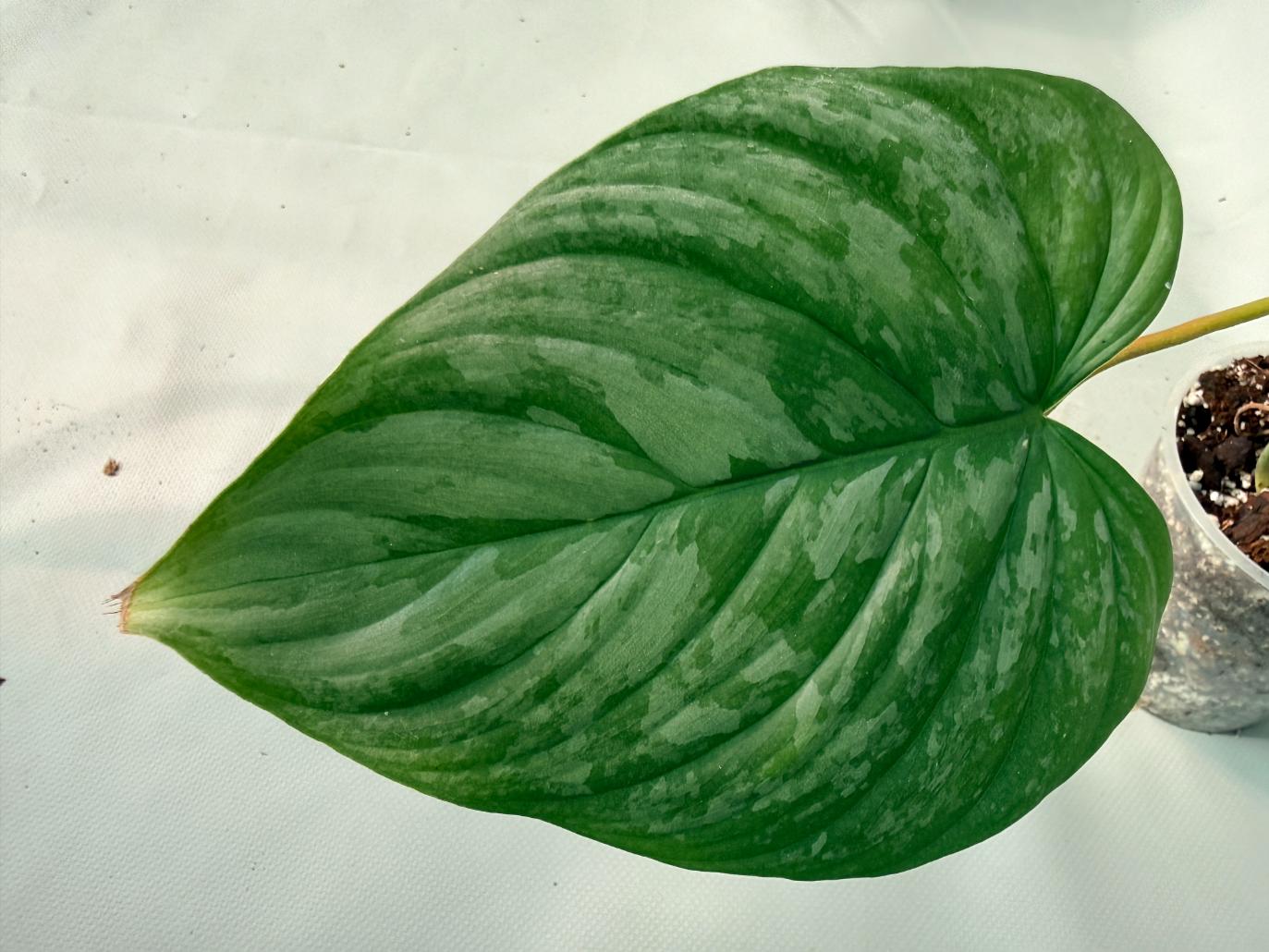 Philodendron Majestic XL 10