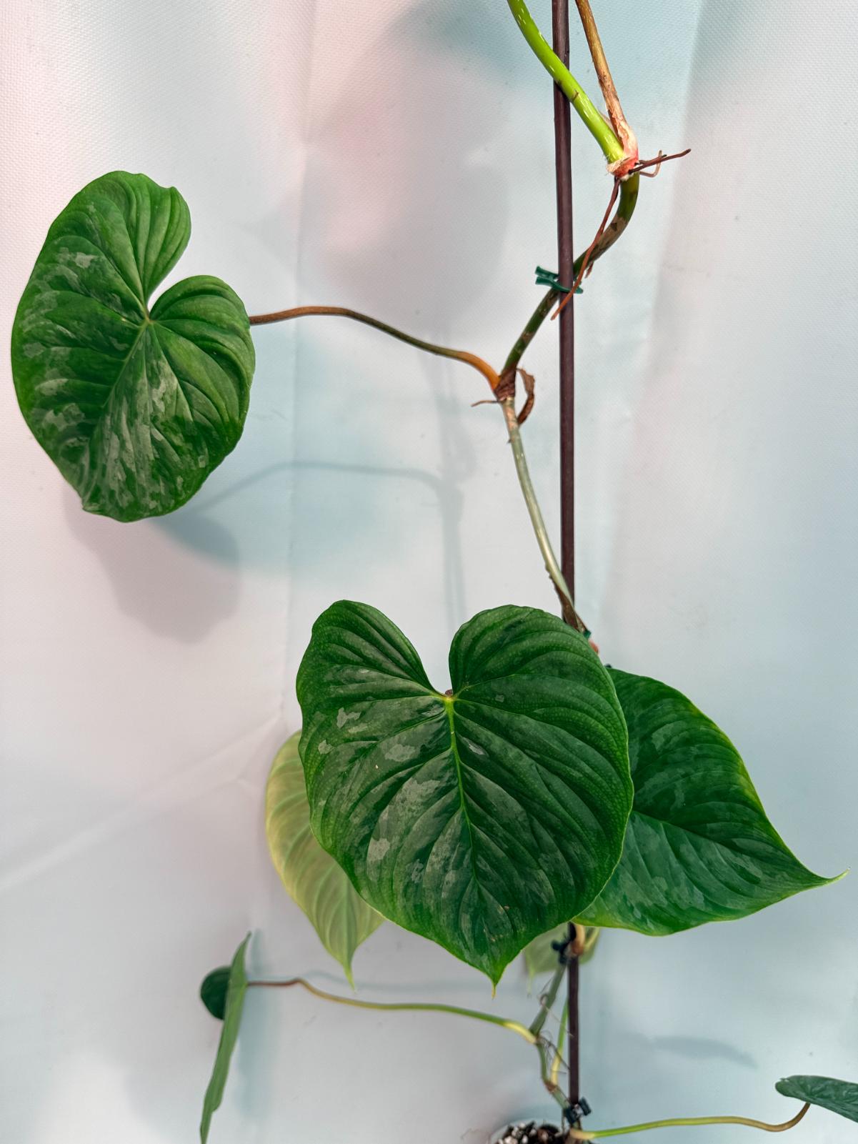 Philodendron Majestic XL 11
