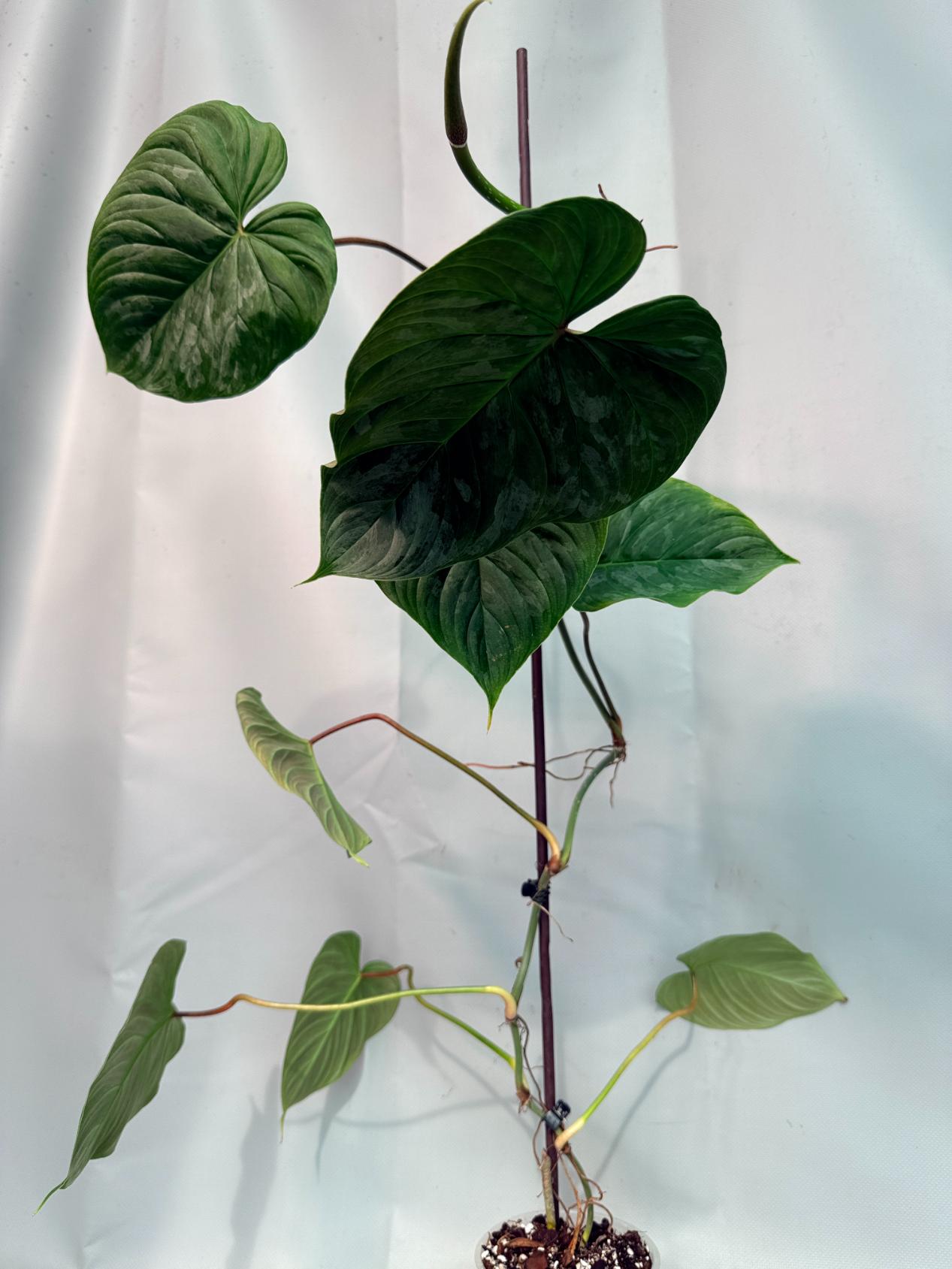 Philodendron Majestic XL 01