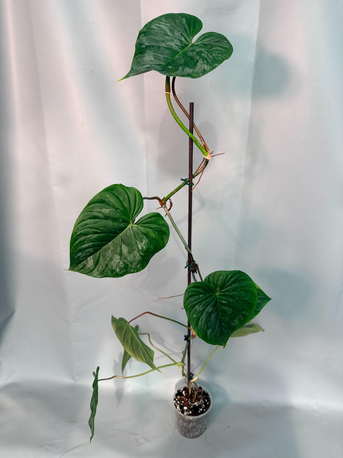 Philodendron Majestic XL 02