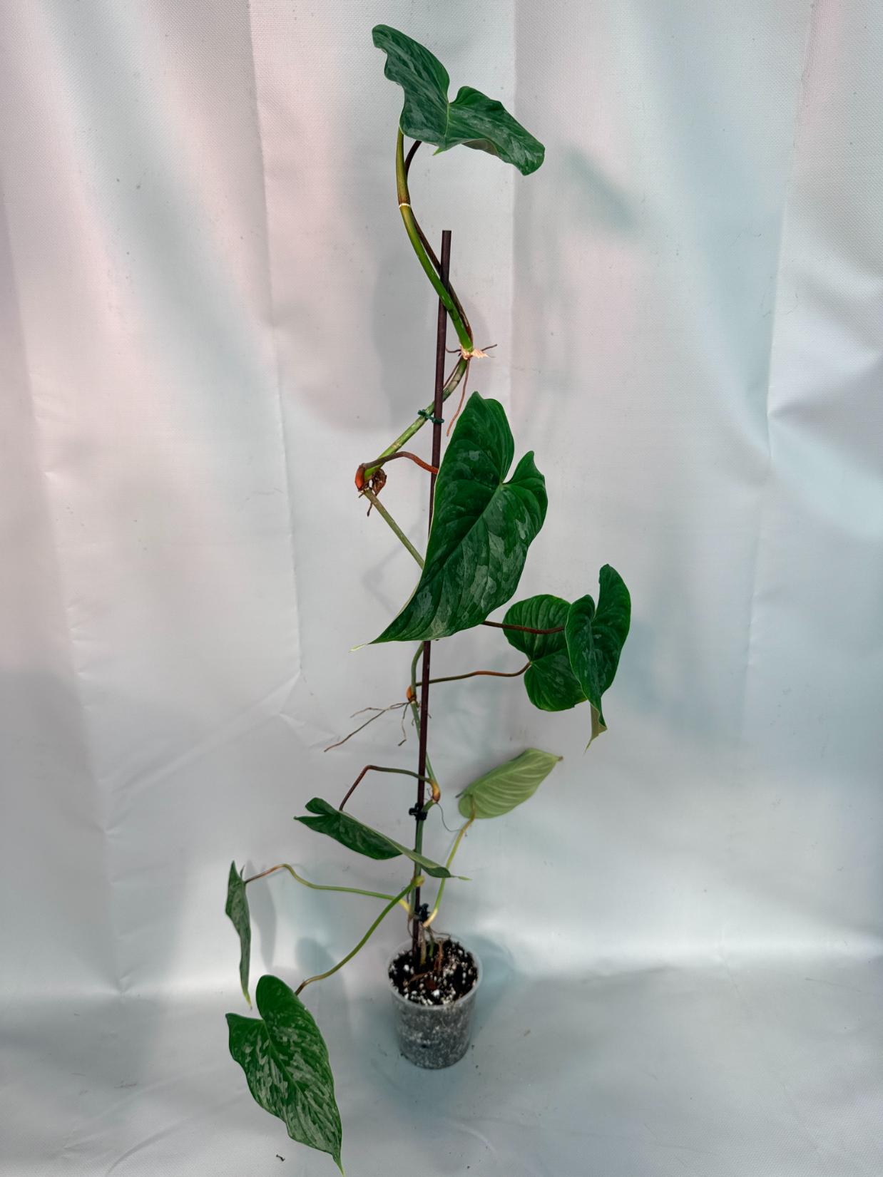 Philodendron Majestic XL 03