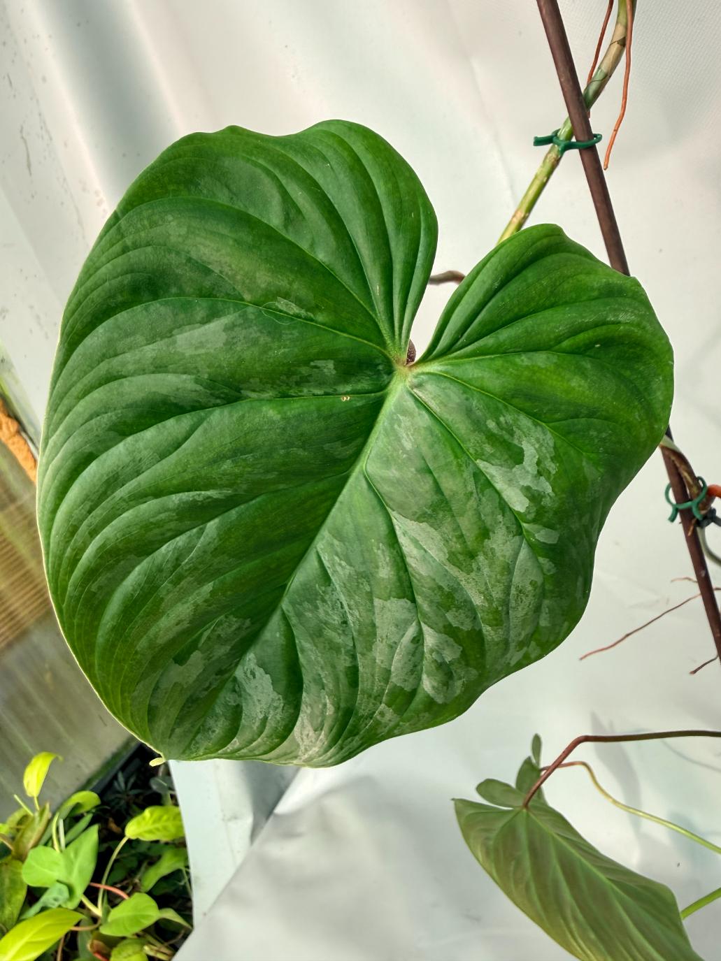 Philodendron Majestic XL 04