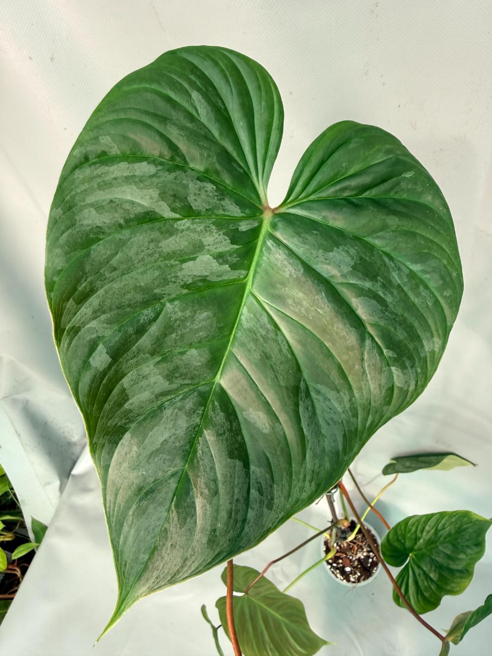 Philodendron Majestic XL 05