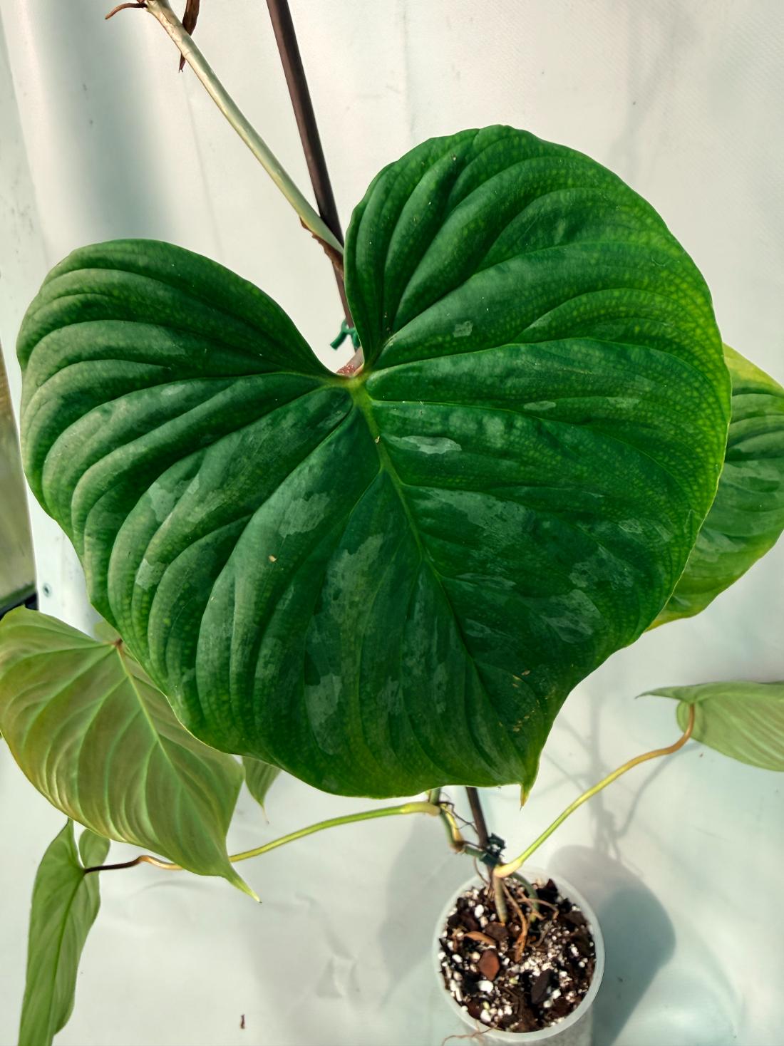 Philodendron Majestic XL 06