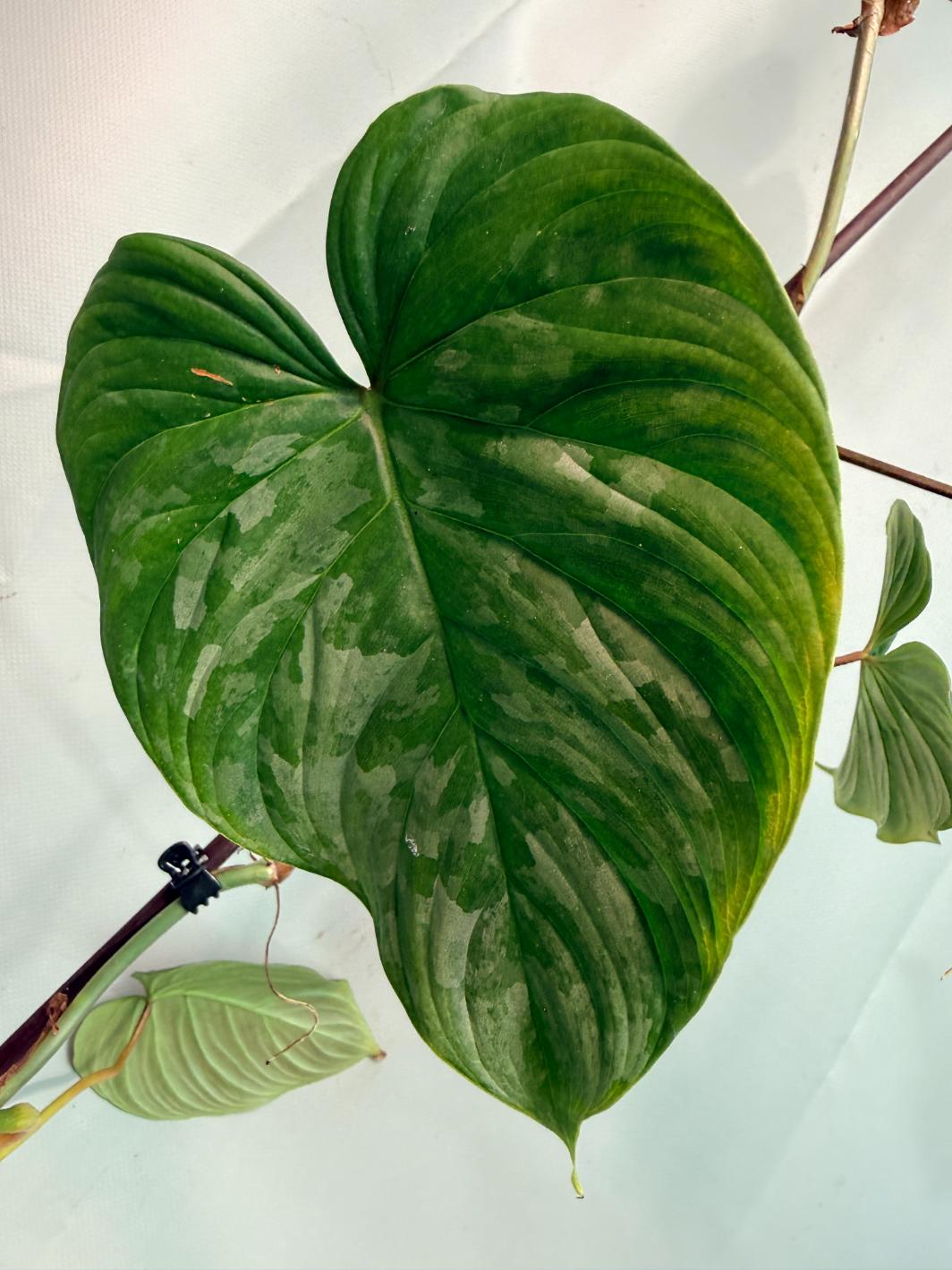 Philodendron Majestic XL 07