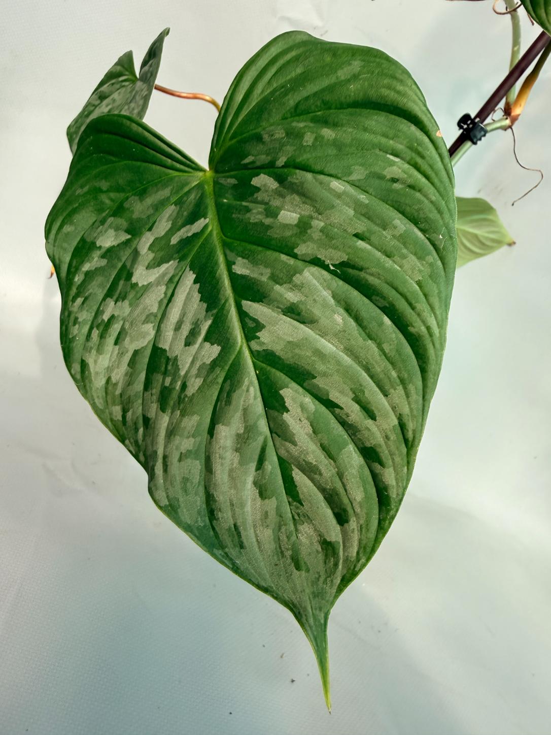 Philodendron Majestic XL 08