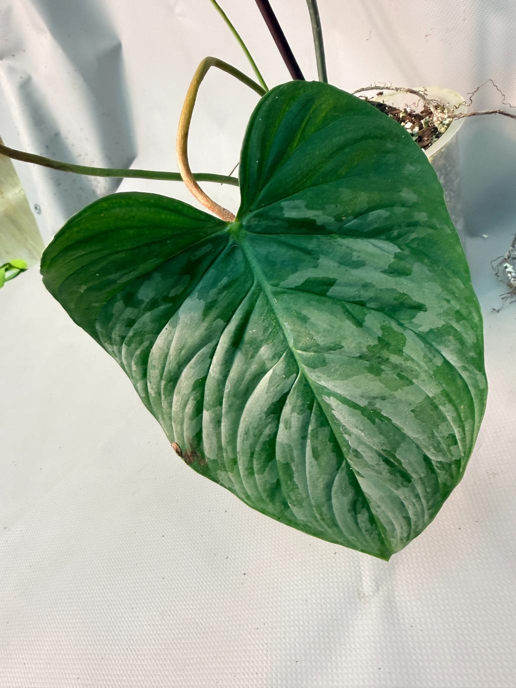 Philodendron Majestic XL 06