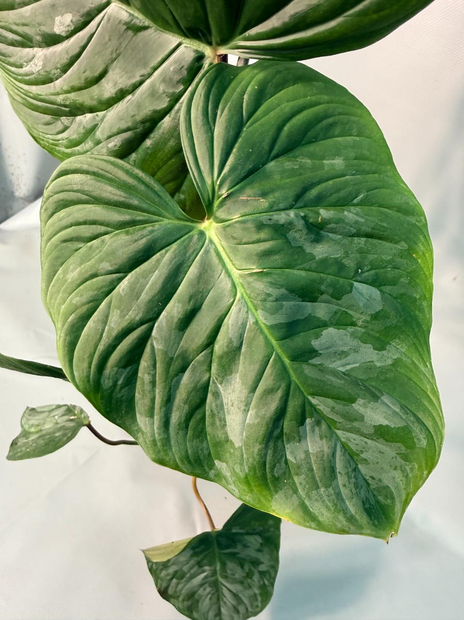Philodendron Majestic XL 07