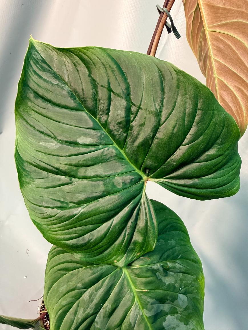 Philodendron Majestic XL 08
