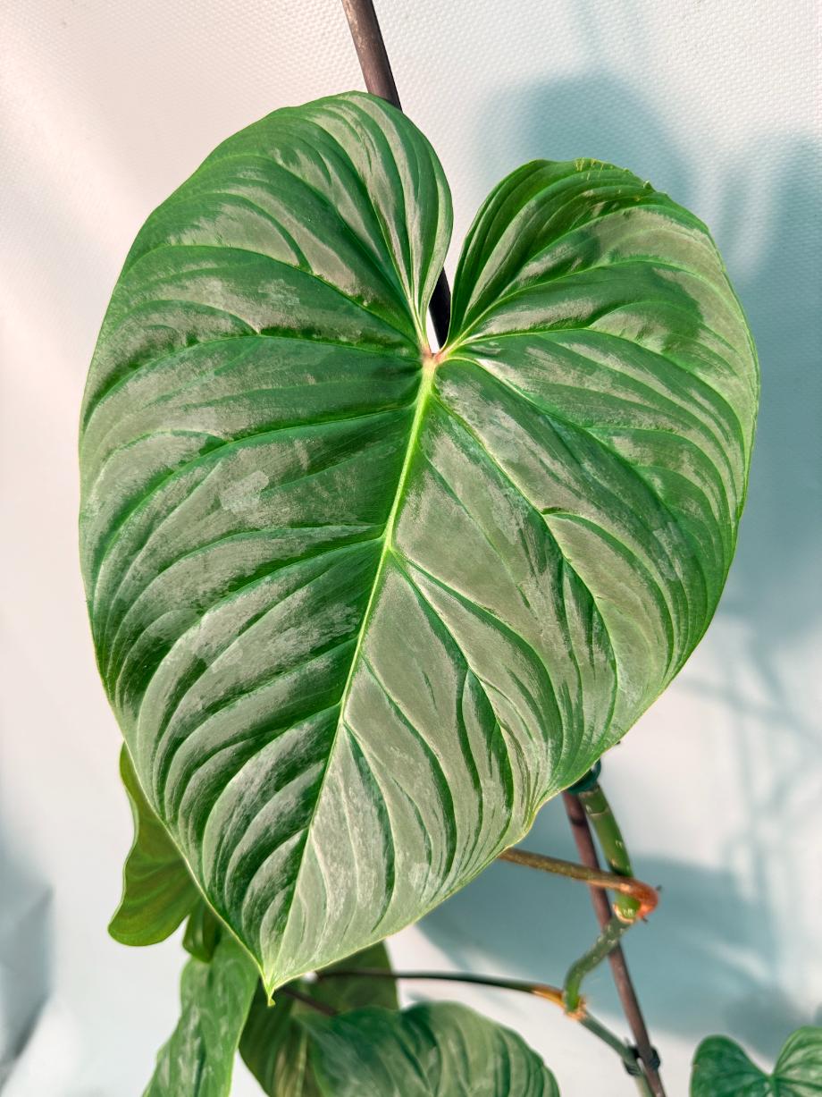 Philodendron Majestic XL 09