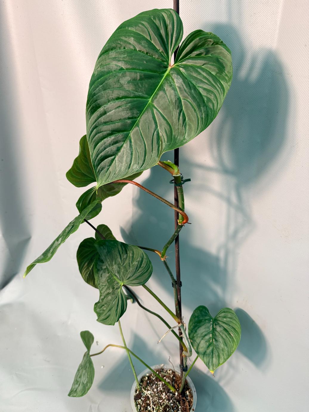 Philodendron Majestic XL 10