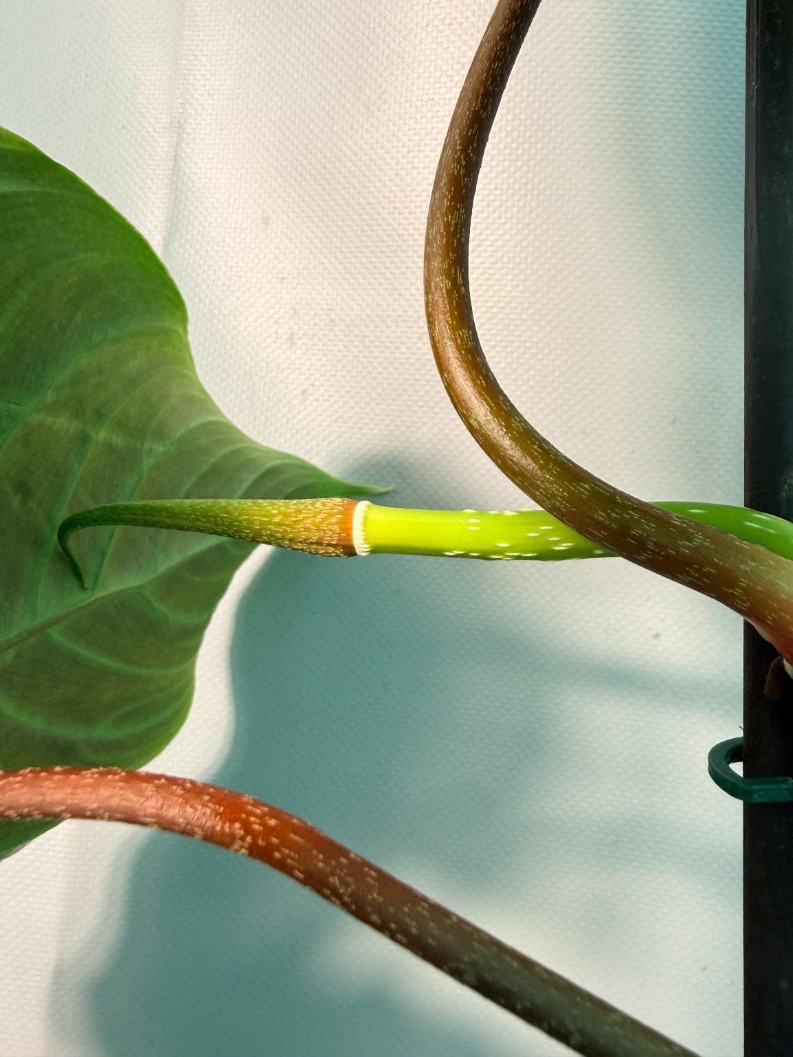 Philodendron Majestic XL 11