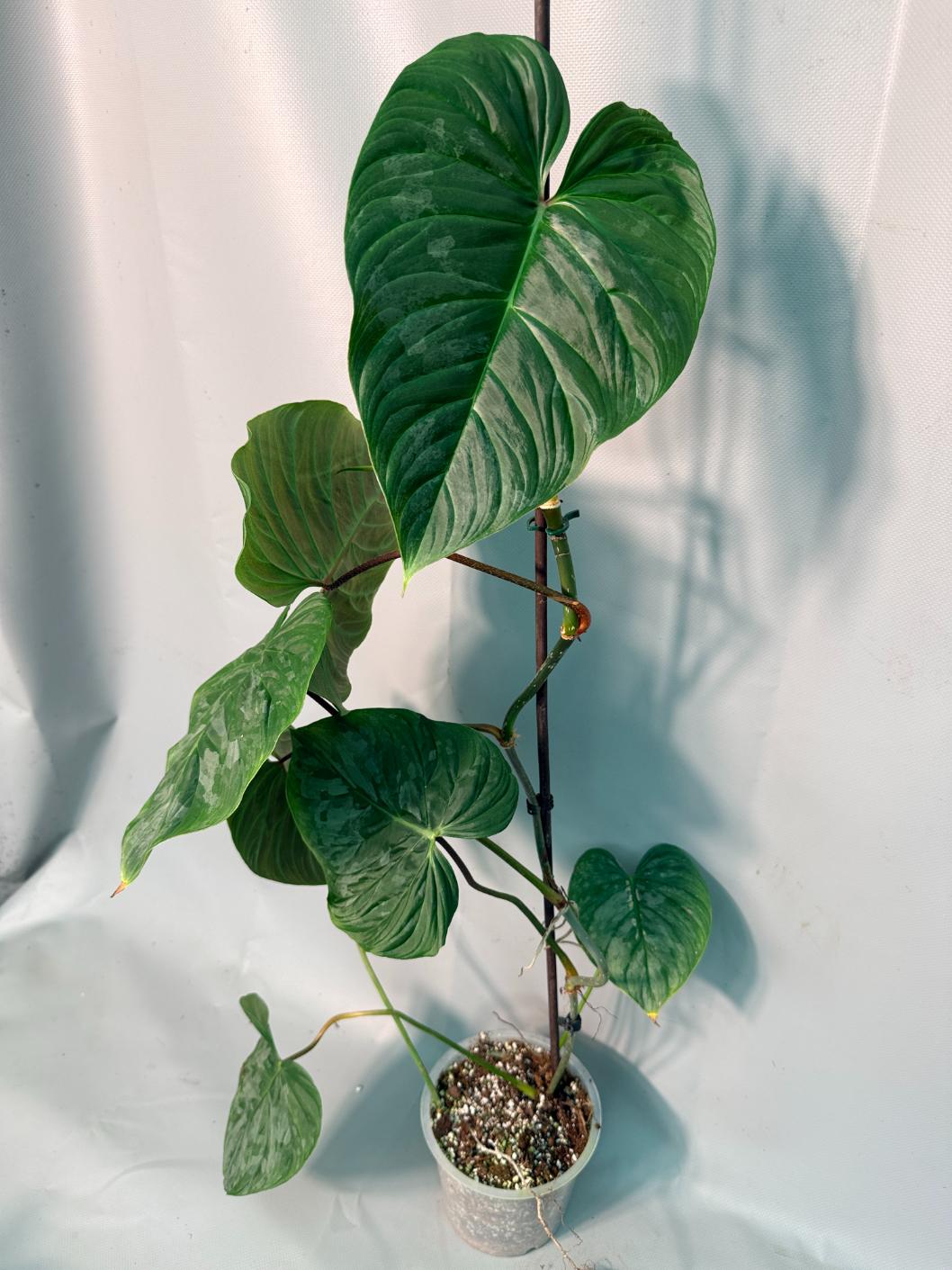 Philodendron Majestic XL 01