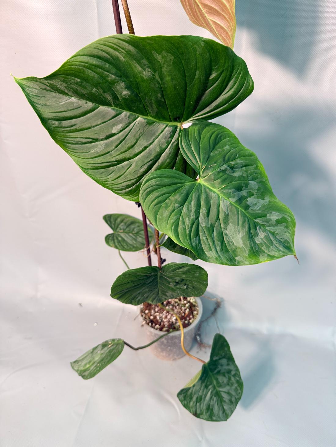 Philodendron Majestic XL 02