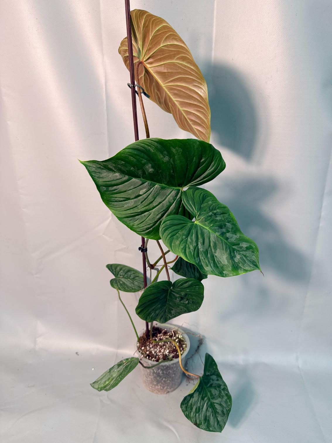 Philodendron Majestic XL 03