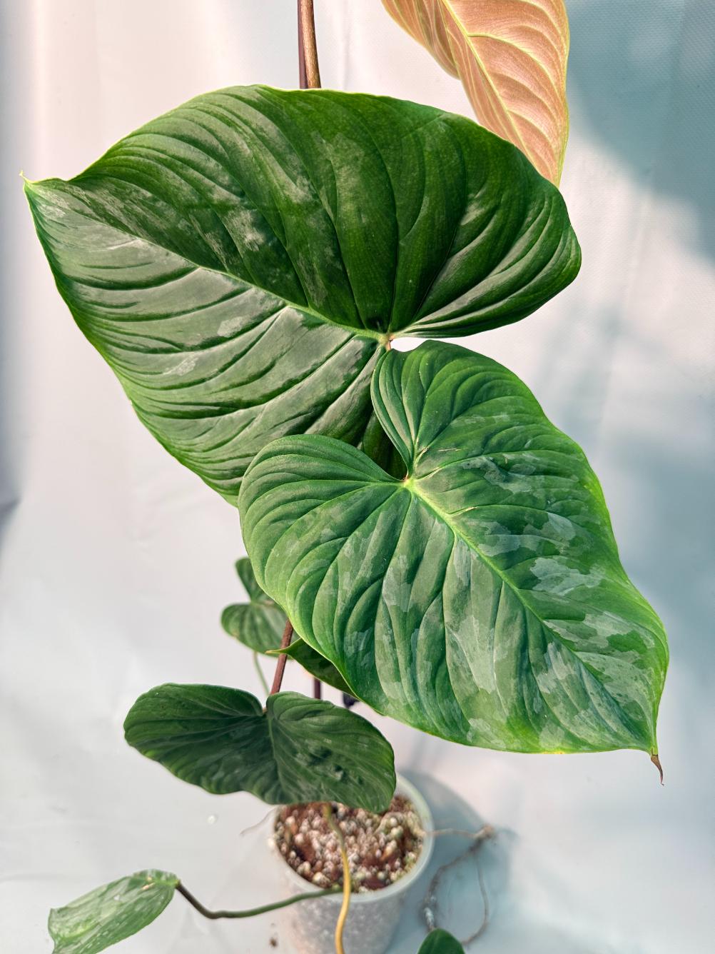 Philodendron Majestic XL 04