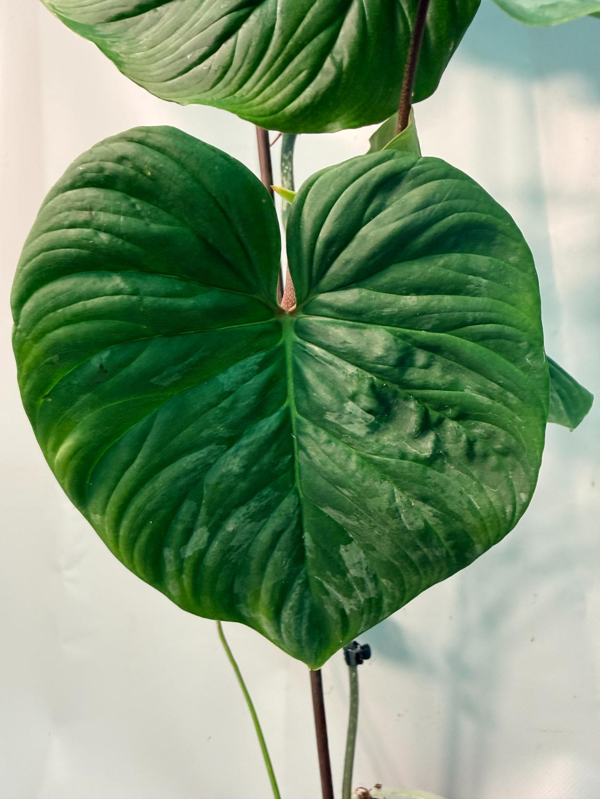 Philodendron Majestic XL 05