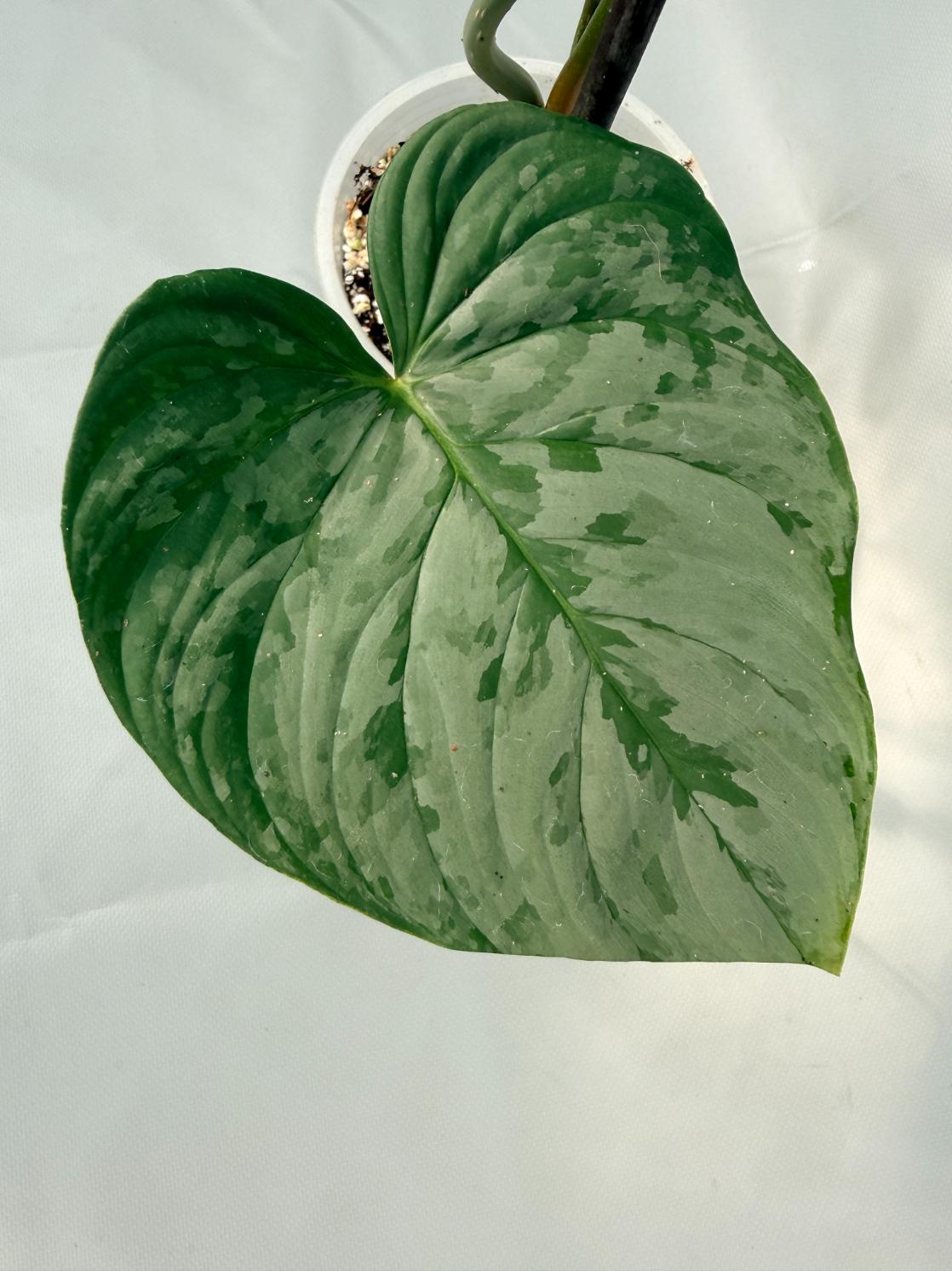 Philodendron Majestic XL