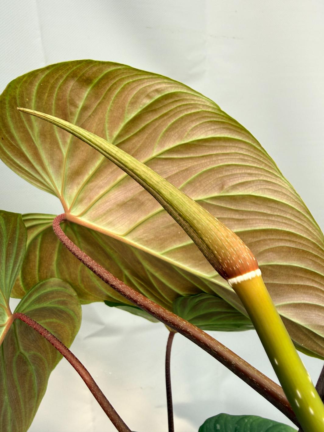 Philodendron Majestic XL