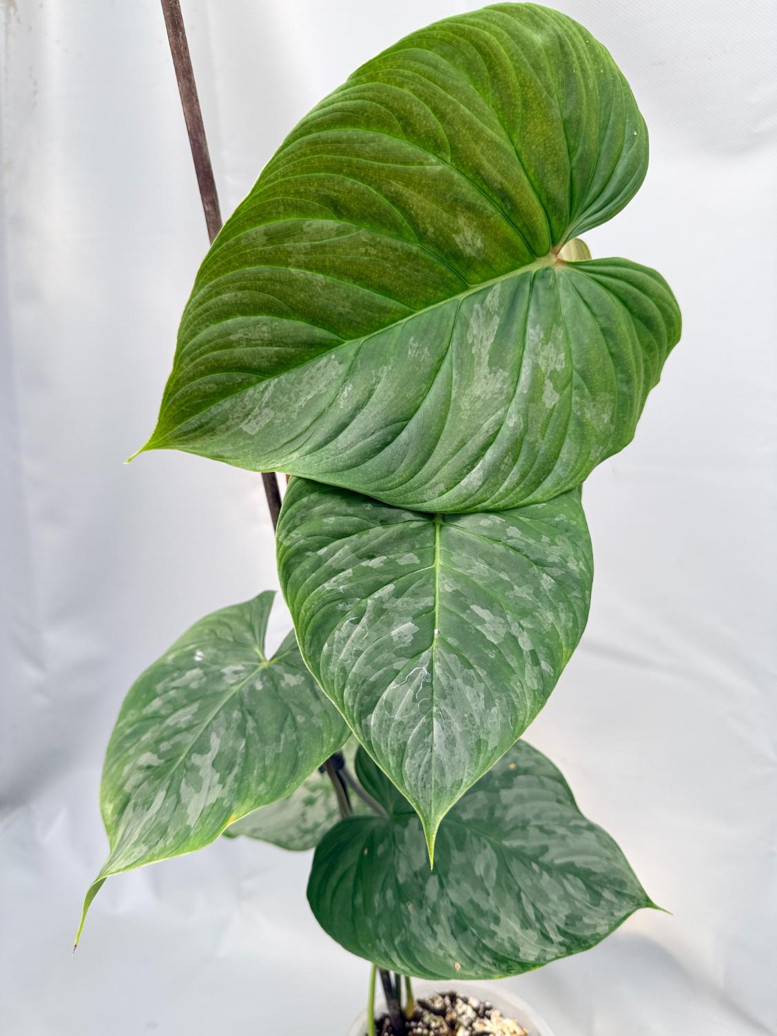 philodendron majestic variegated Philodendron Majestic XL