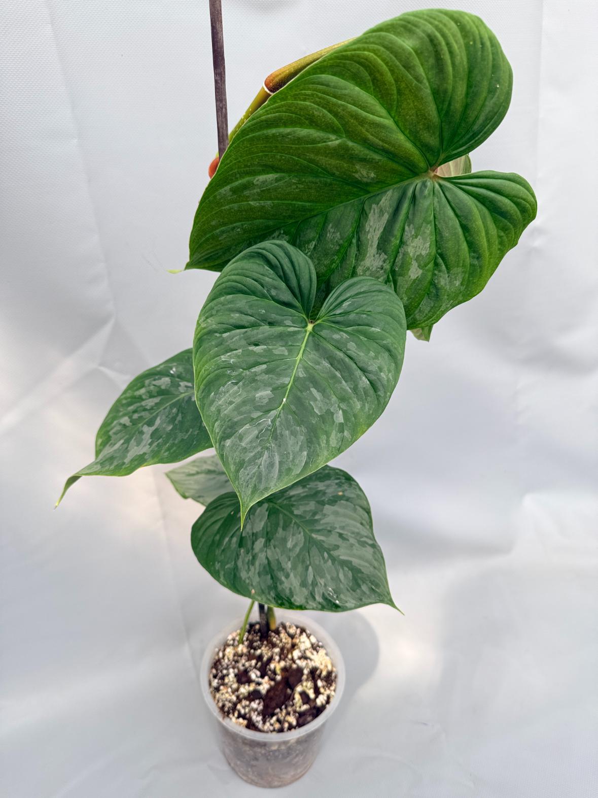 Philodendron Majestic XL | Welovetropicalplants