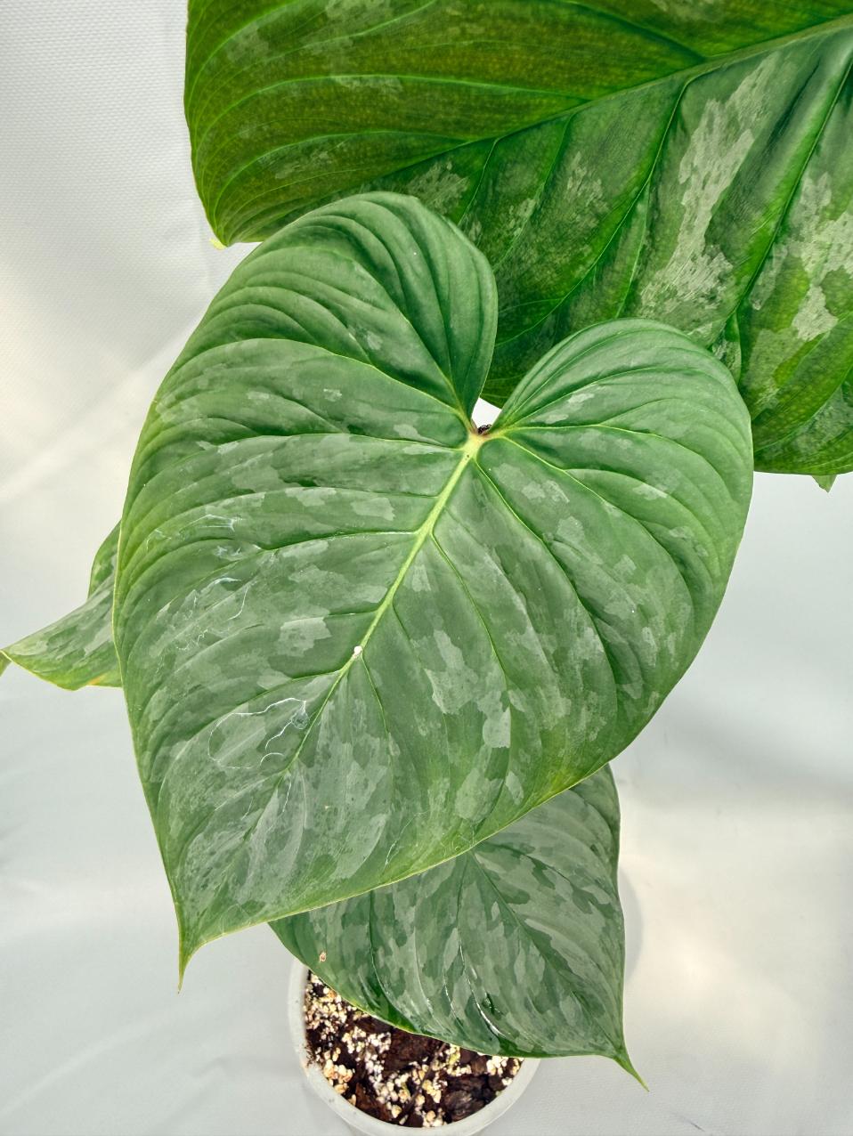Philodendron Majestic XL