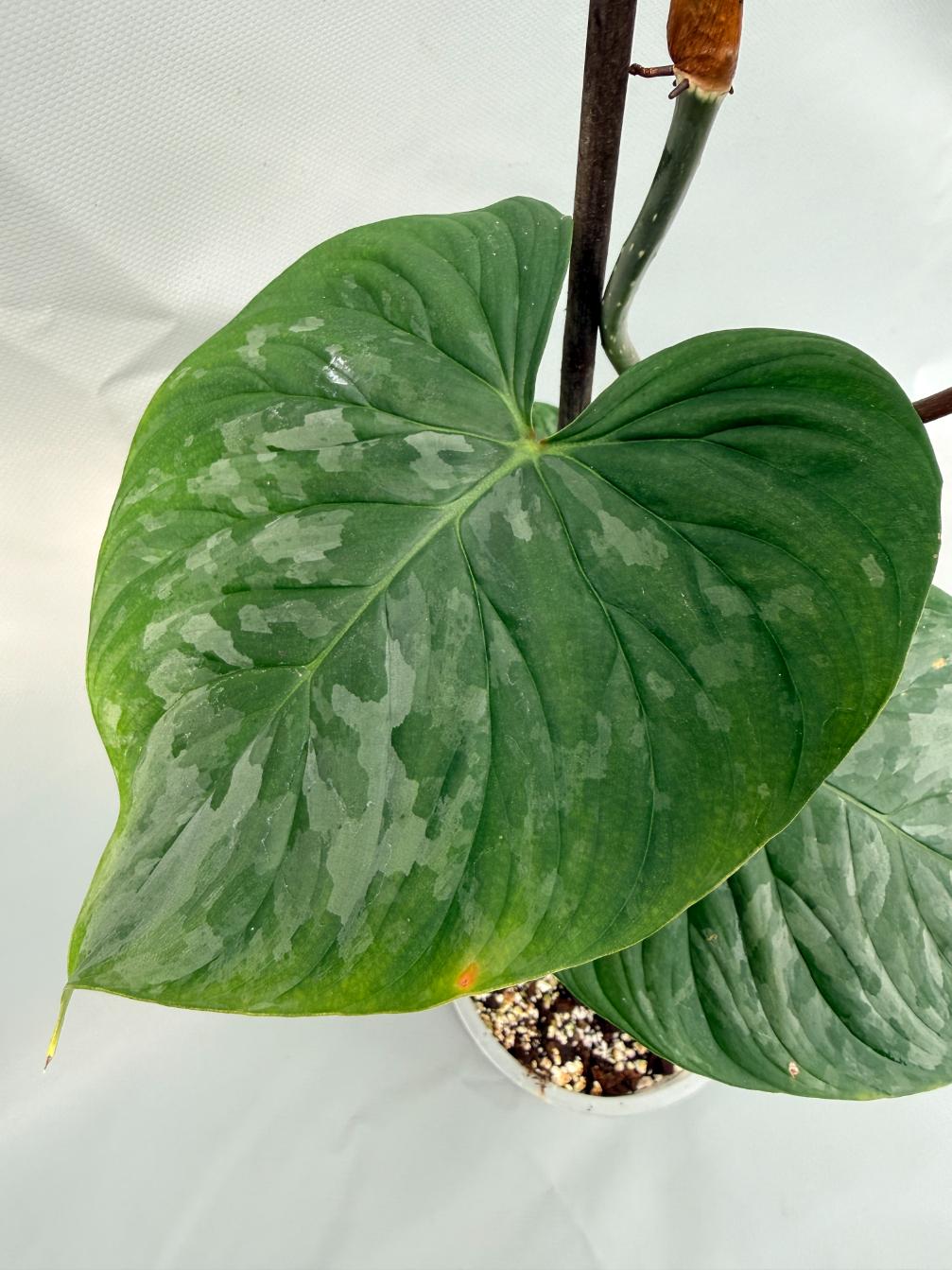 Philodendron Majestic XL