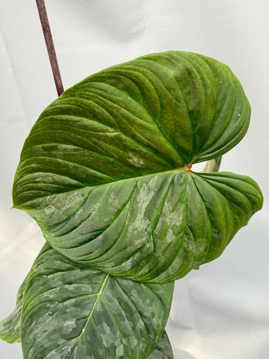 Philodendron Majestic XL