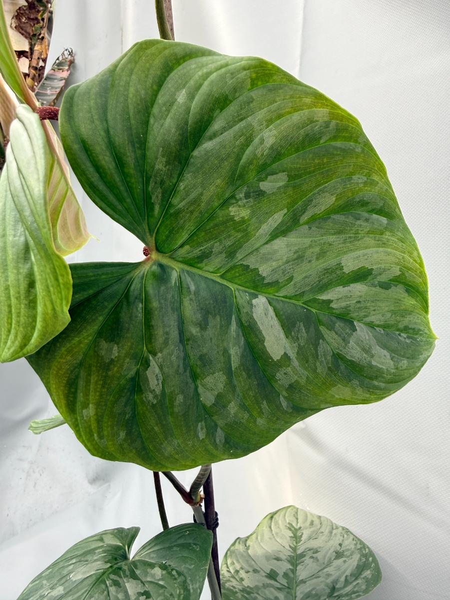 Philodendron Majestic XL