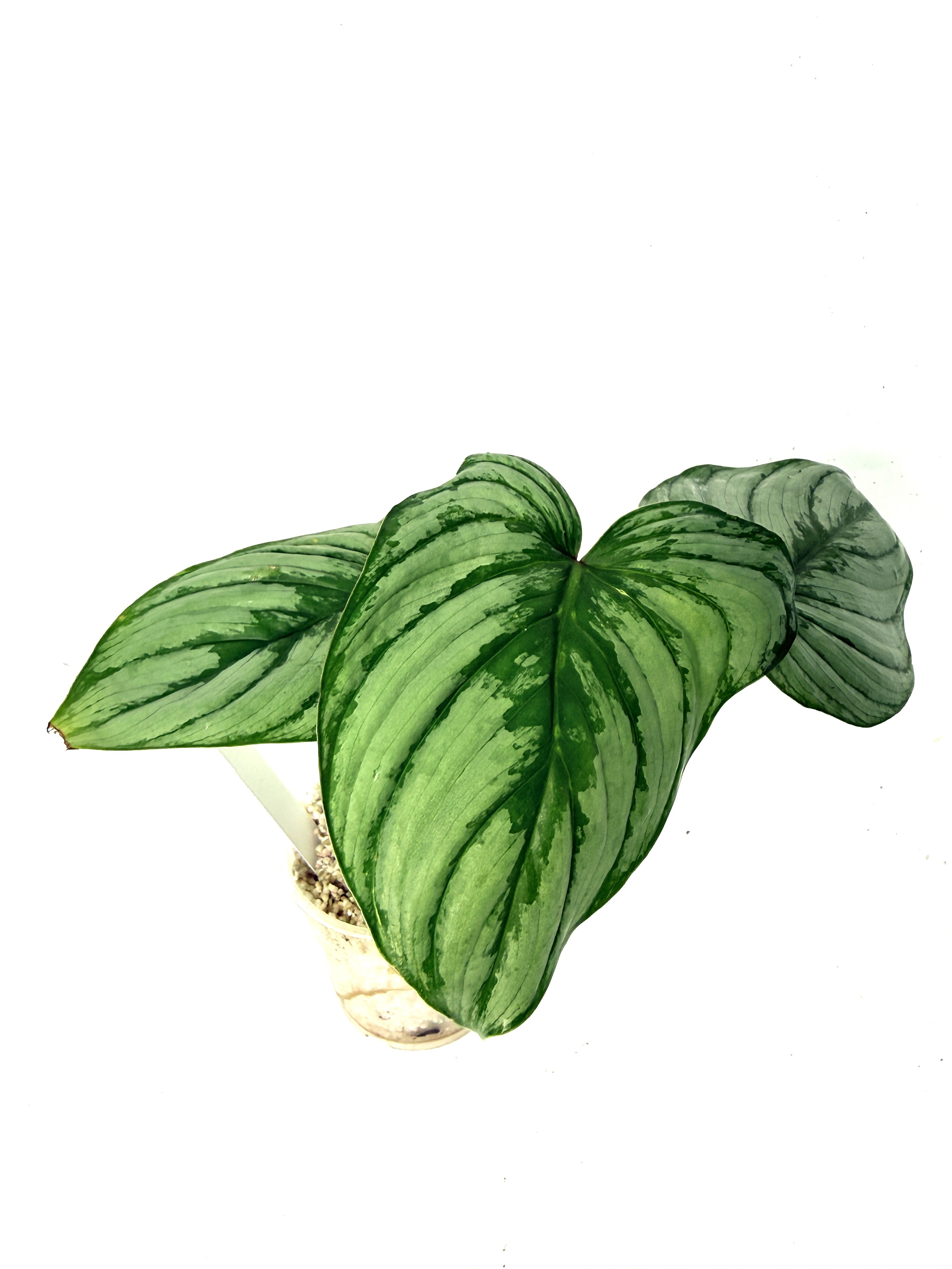 Philodendron Mamei Baby Plant