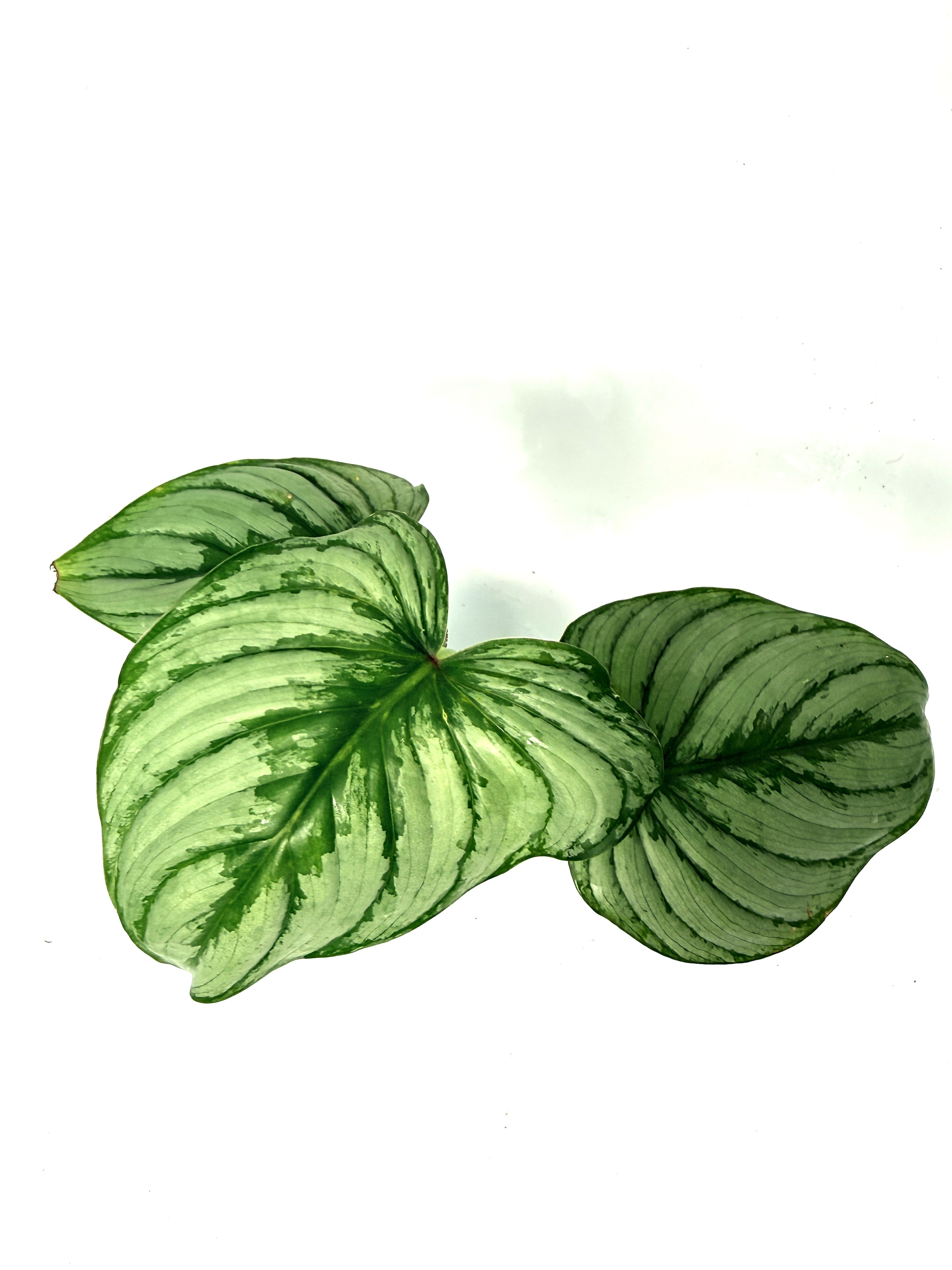 philodendron mamei juvenile Philodendron Mamei (young plant)