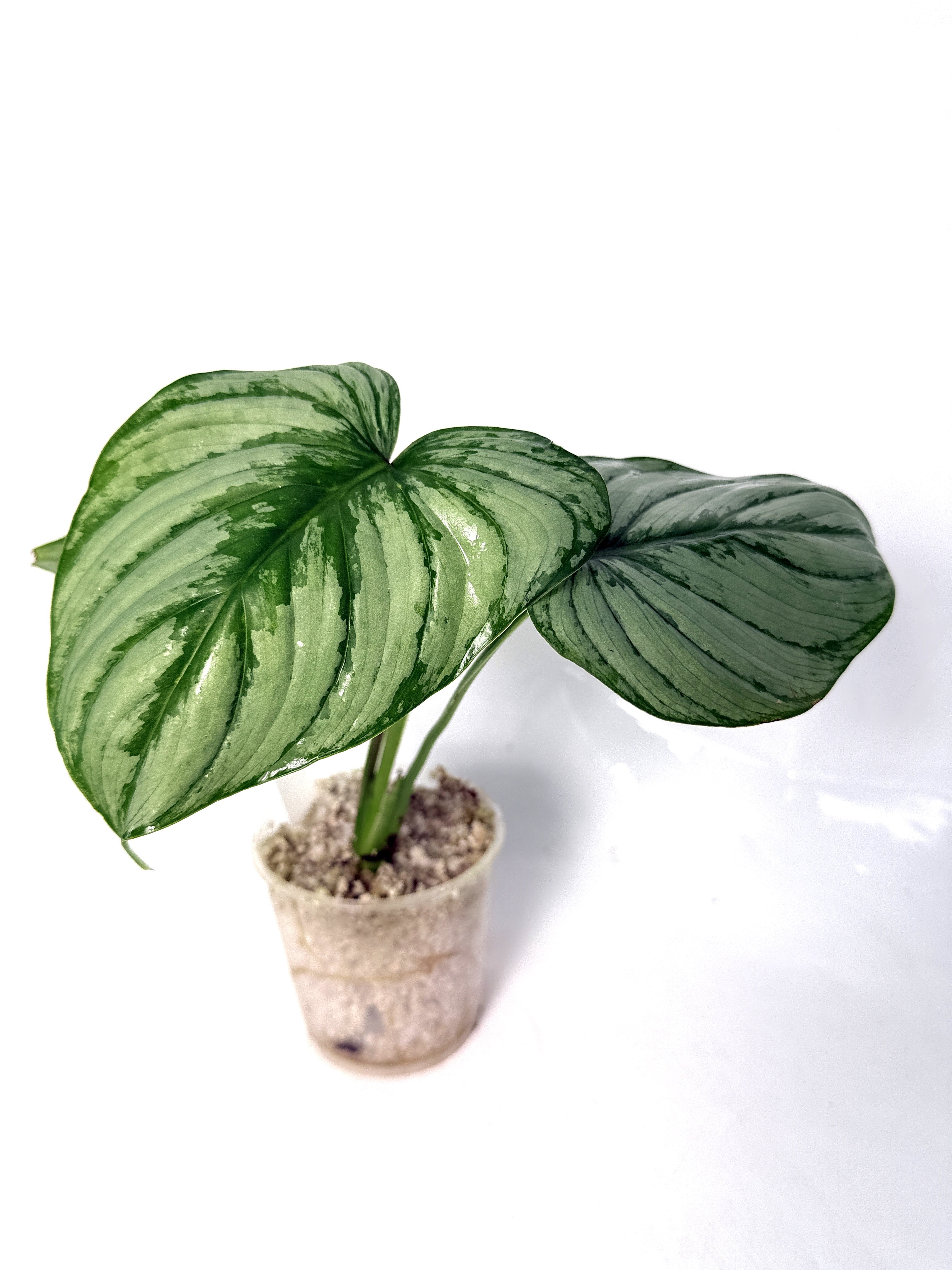 Philodendron Mamei Baby Plant