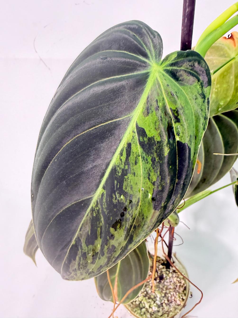 Philodendron Melanochrysum variegato