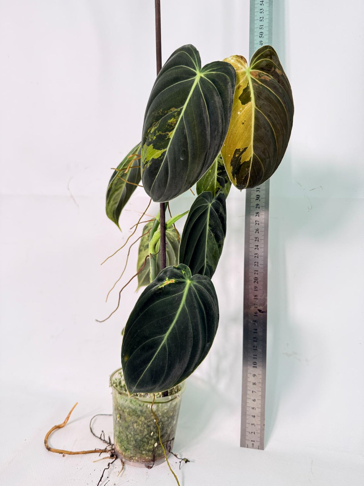 Philodendron Melanochrysum variegato