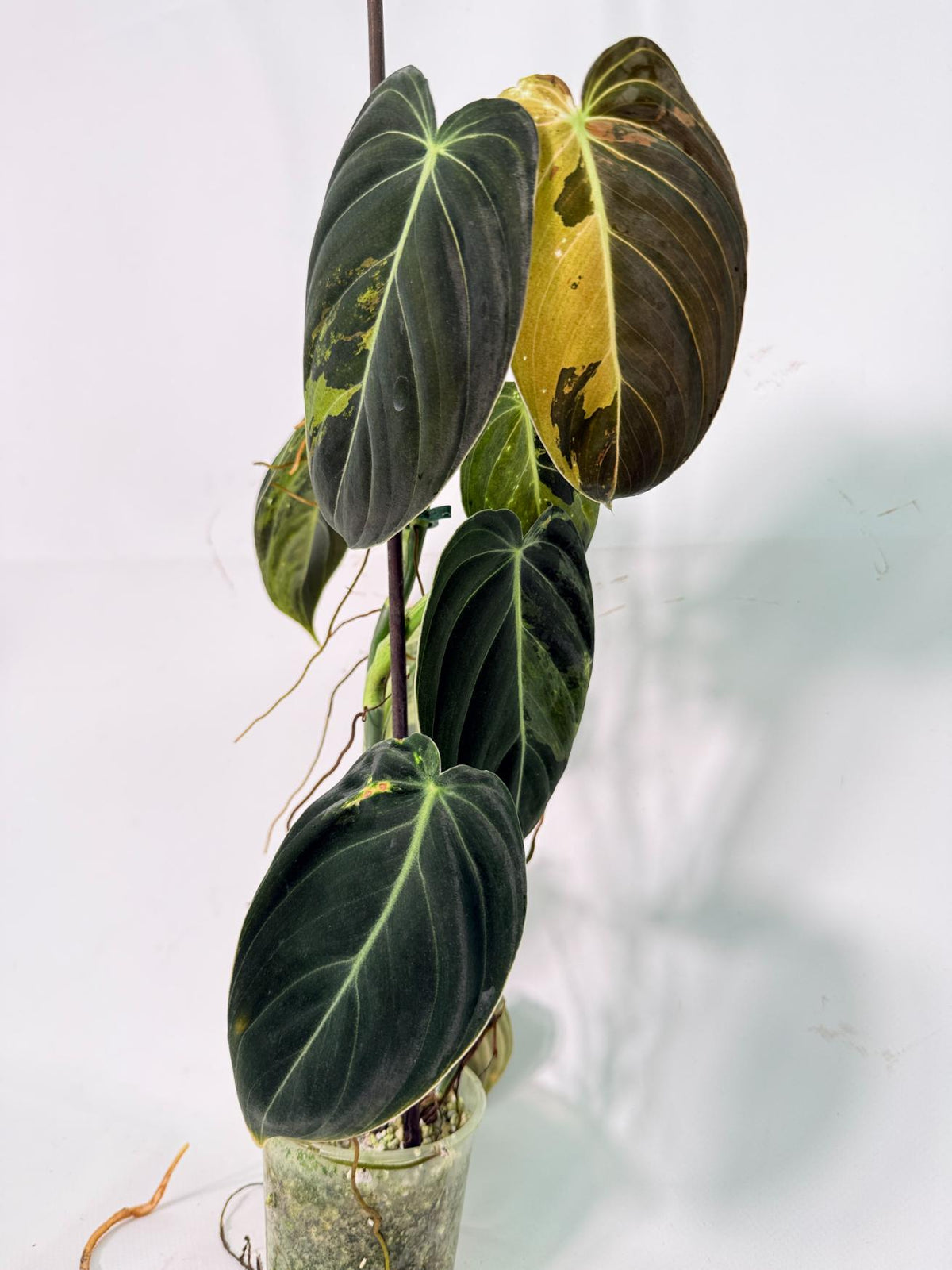 Philodendron Melanochrysum variegato