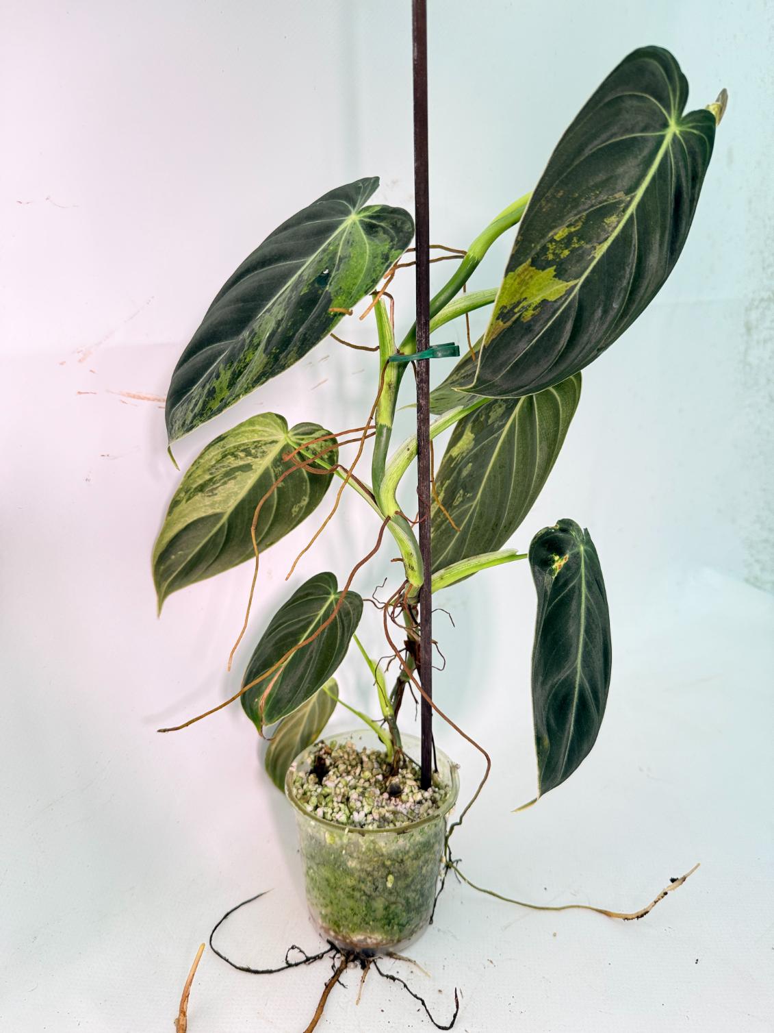 Philodendron Melanochrysum variegato