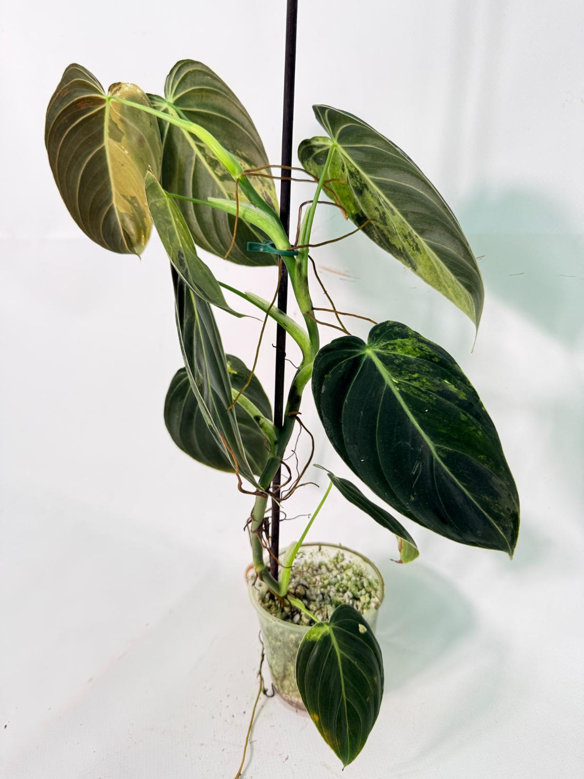 Philodendron Melanochrysum variegato
