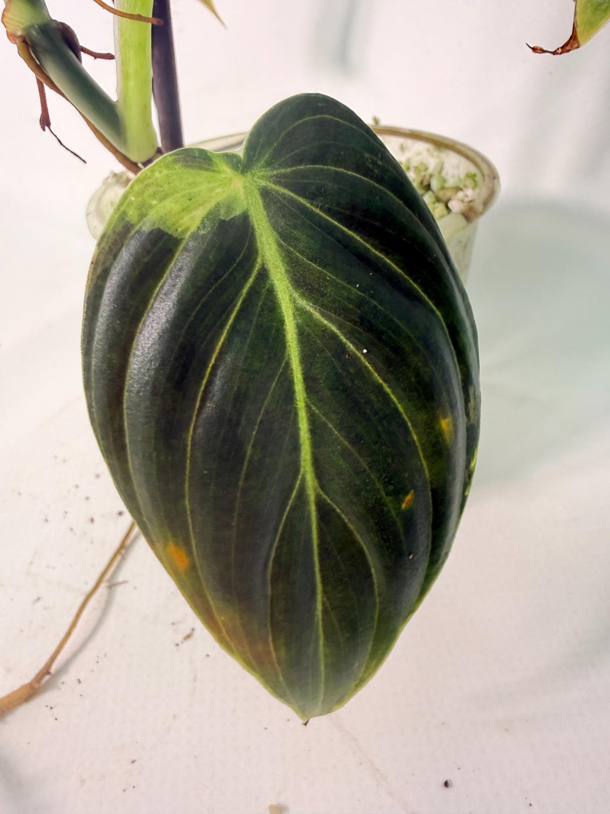 Philodendron Melanochrysum variegato
