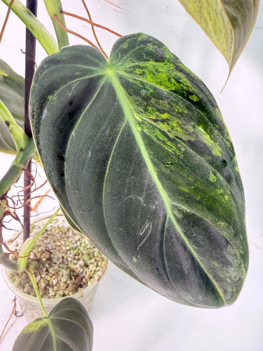 Philodendron Melanochrysum variegato