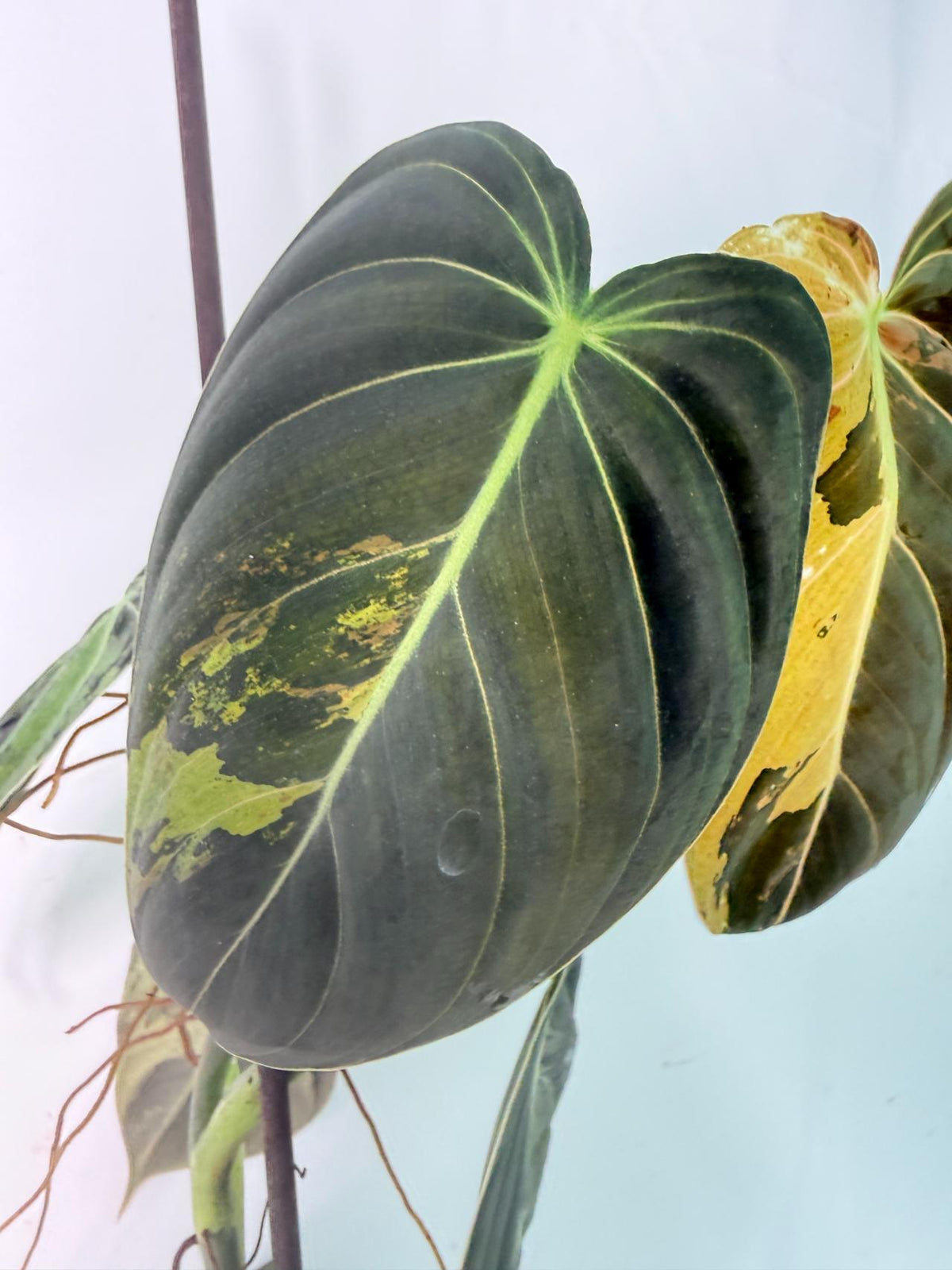 Philodendron Melanochrysum variegato