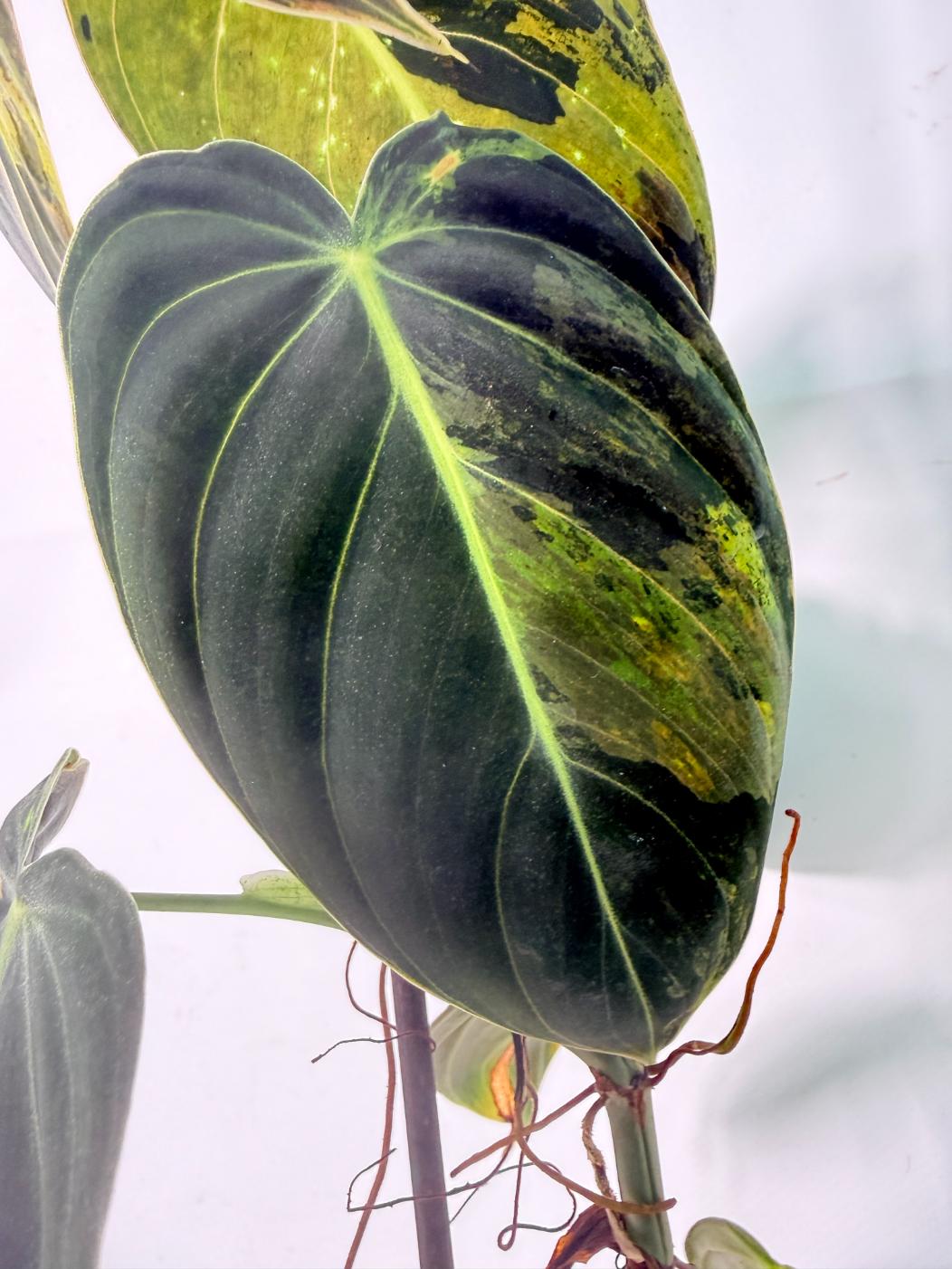 Philodendron Melanochrysum variegato