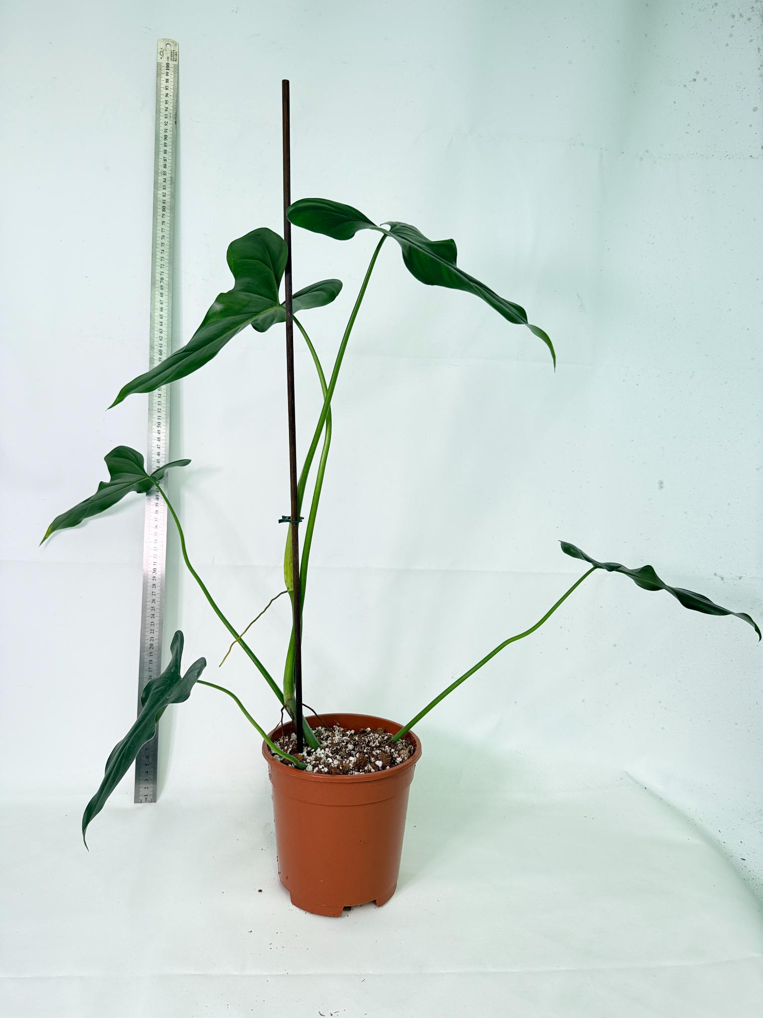 Philodendron mexicanum XL 1