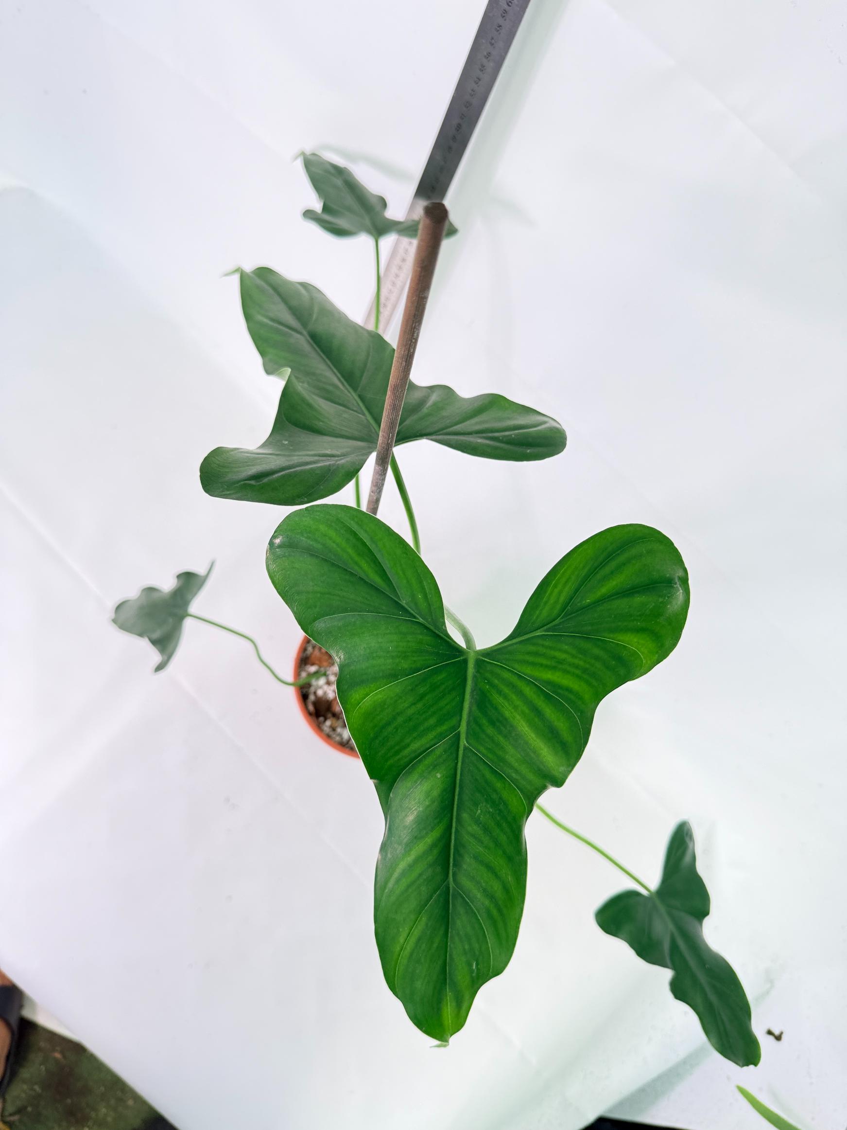 Philodendron mexicanum XL 9