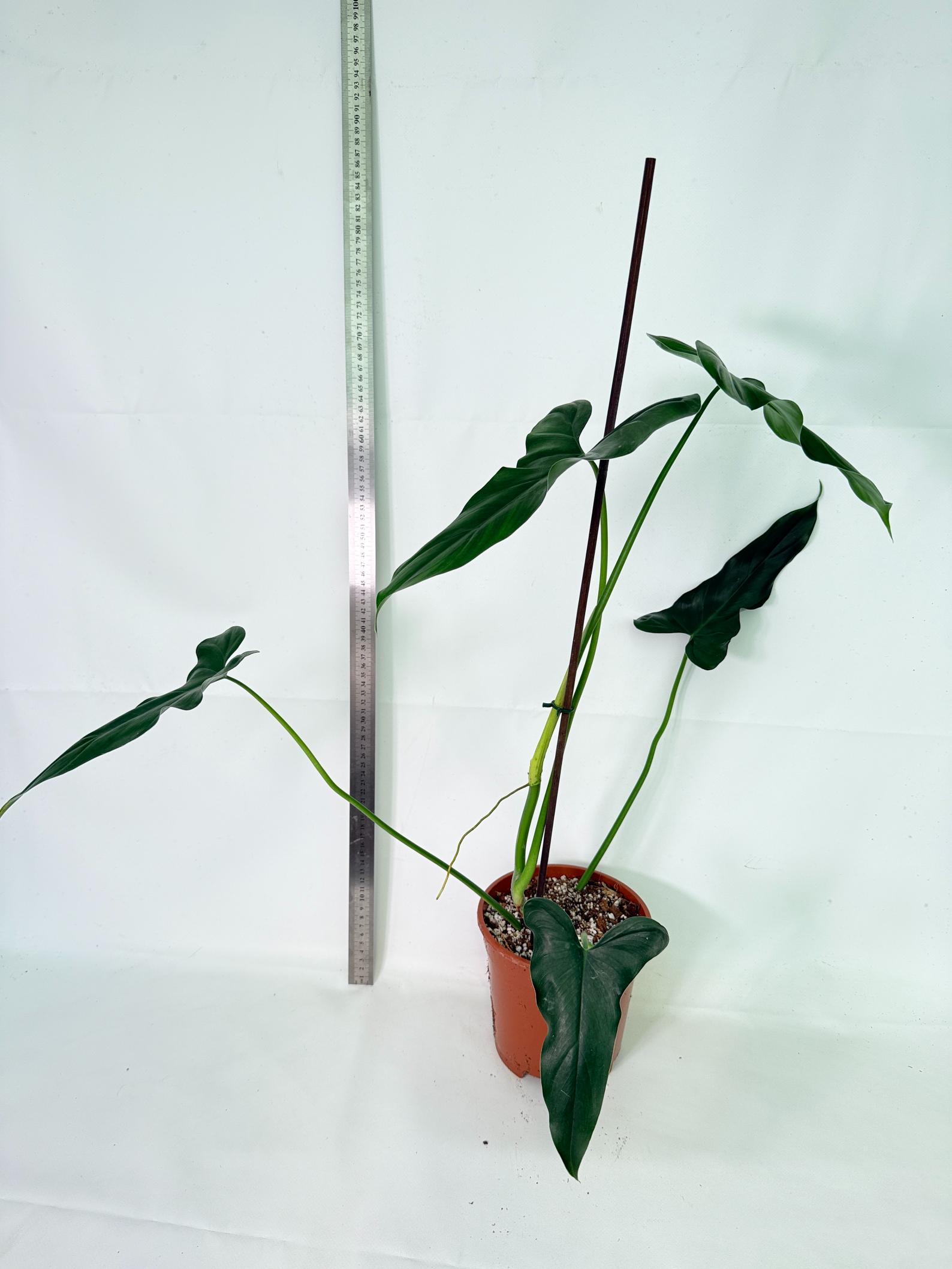 Philodendron mexicanum XL 4