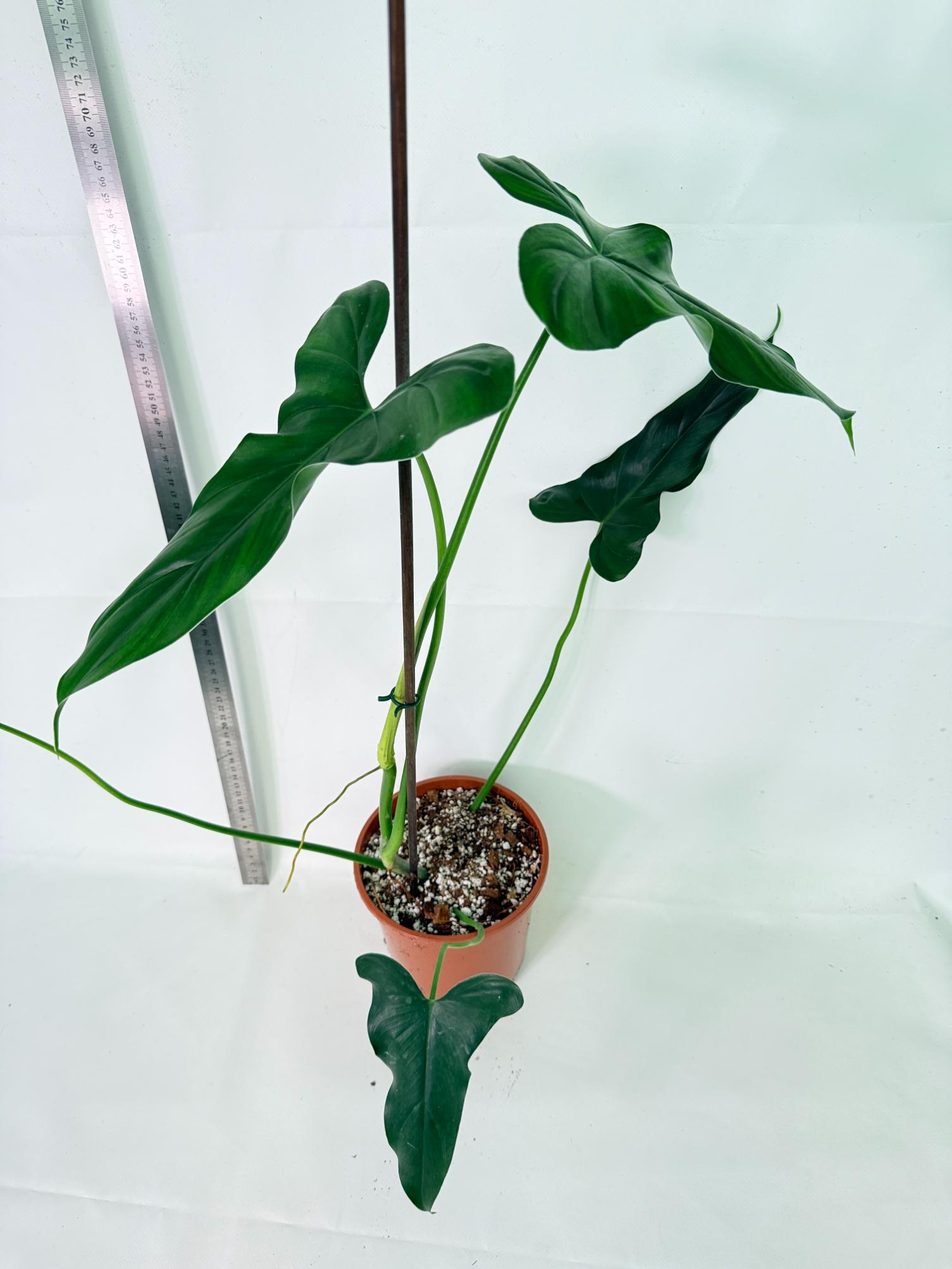 Philodendron mexicanum XL 5