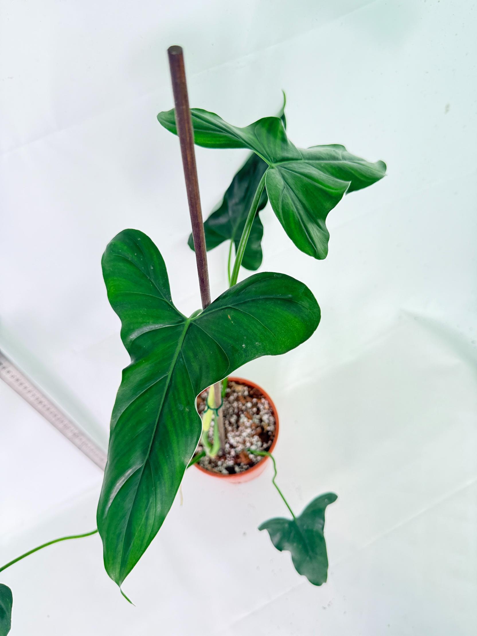 Philodendron mexicanum XL 3