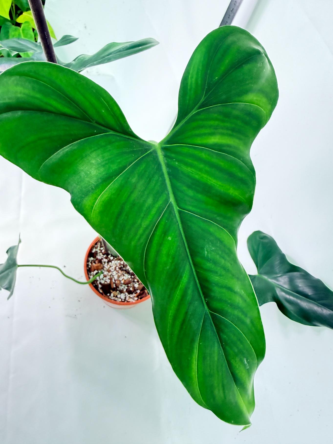 Philodendron mexicanum XL 2